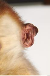 Ear Monkey